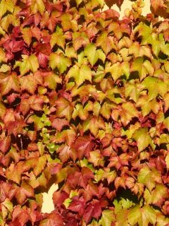 vine, wall, leaf colors