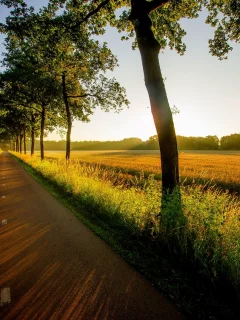 природа, field, trees, view, grass, вид, road, sunset, nature, walk, forest