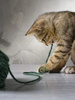 кот, играет, котенок, зеленые, кошка, полосатая, нитки