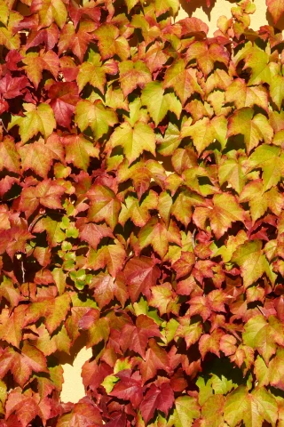 vine, wall, leaf colors