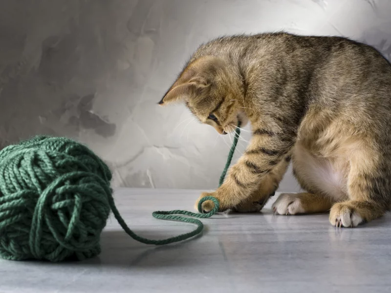 кот, играет, котенок, зеленые, кошка, полосатая, нитки