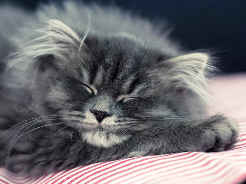 кошка, лежит, пушистый, спит, котенок, кот, серый