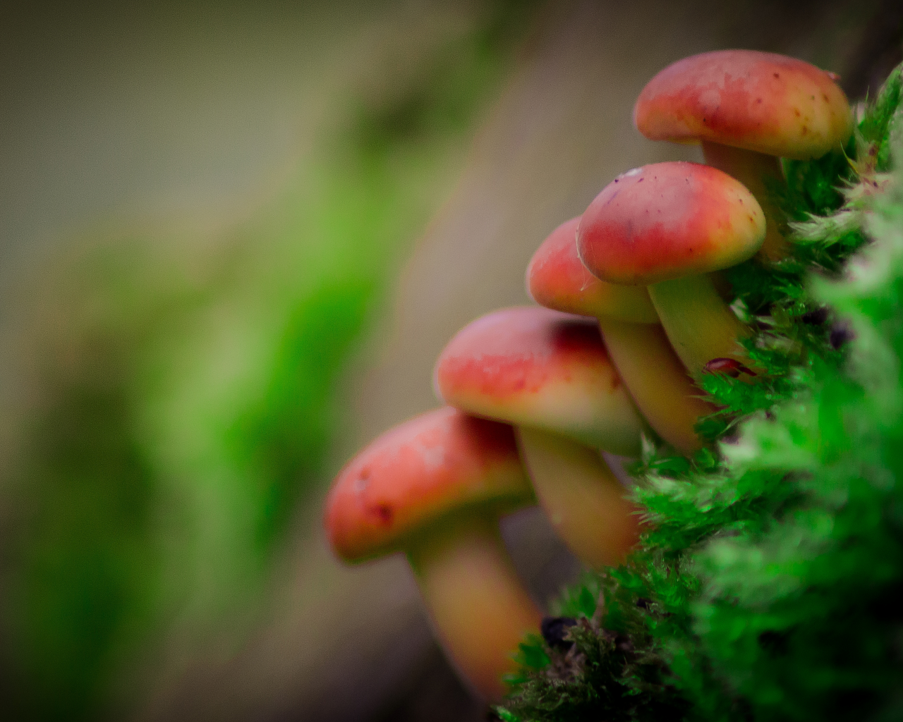 Красивый задний фон с грибами