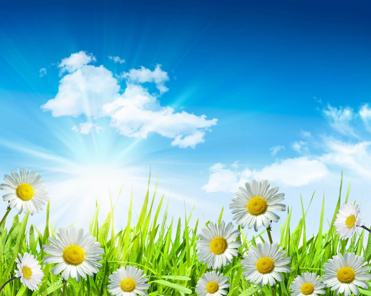 sky, leaves, clouds, spring, camomile, green, white, drops, flowers, dew, sun, water, grass