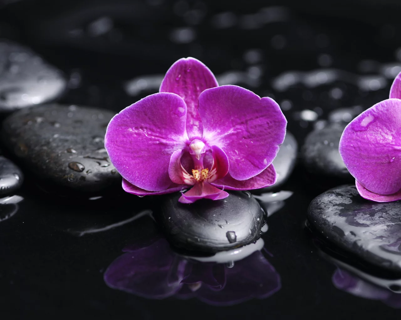 phalaenopsis, beauty, petals, water, orchid, drops, purple, flowers, tenderness, black stones