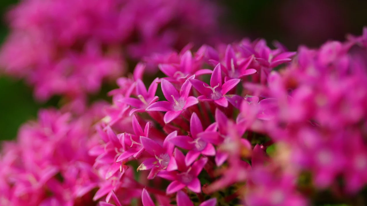 розовые, цветы, соцветие, яркие, много, pentas lanceolata