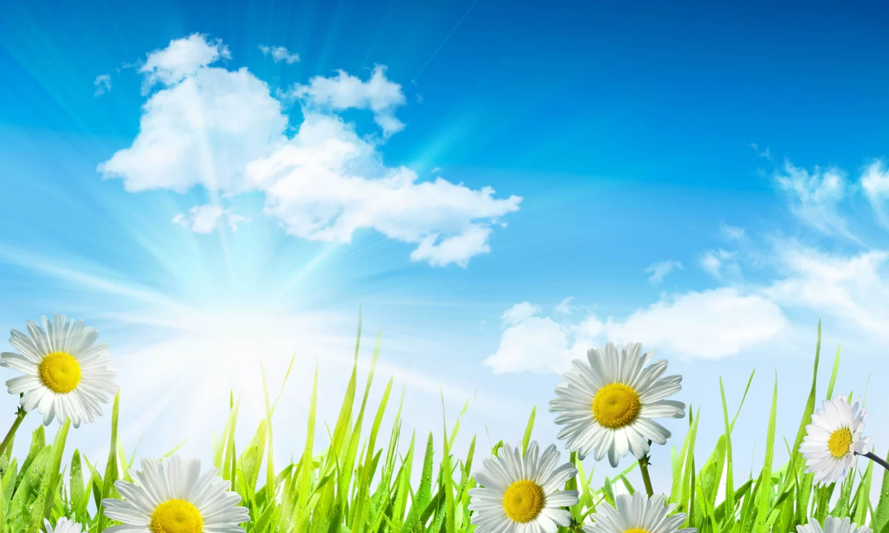 sky, leaves, clouds, spring, camomile, green, white, drops, flowers, dew, sun, water, grass