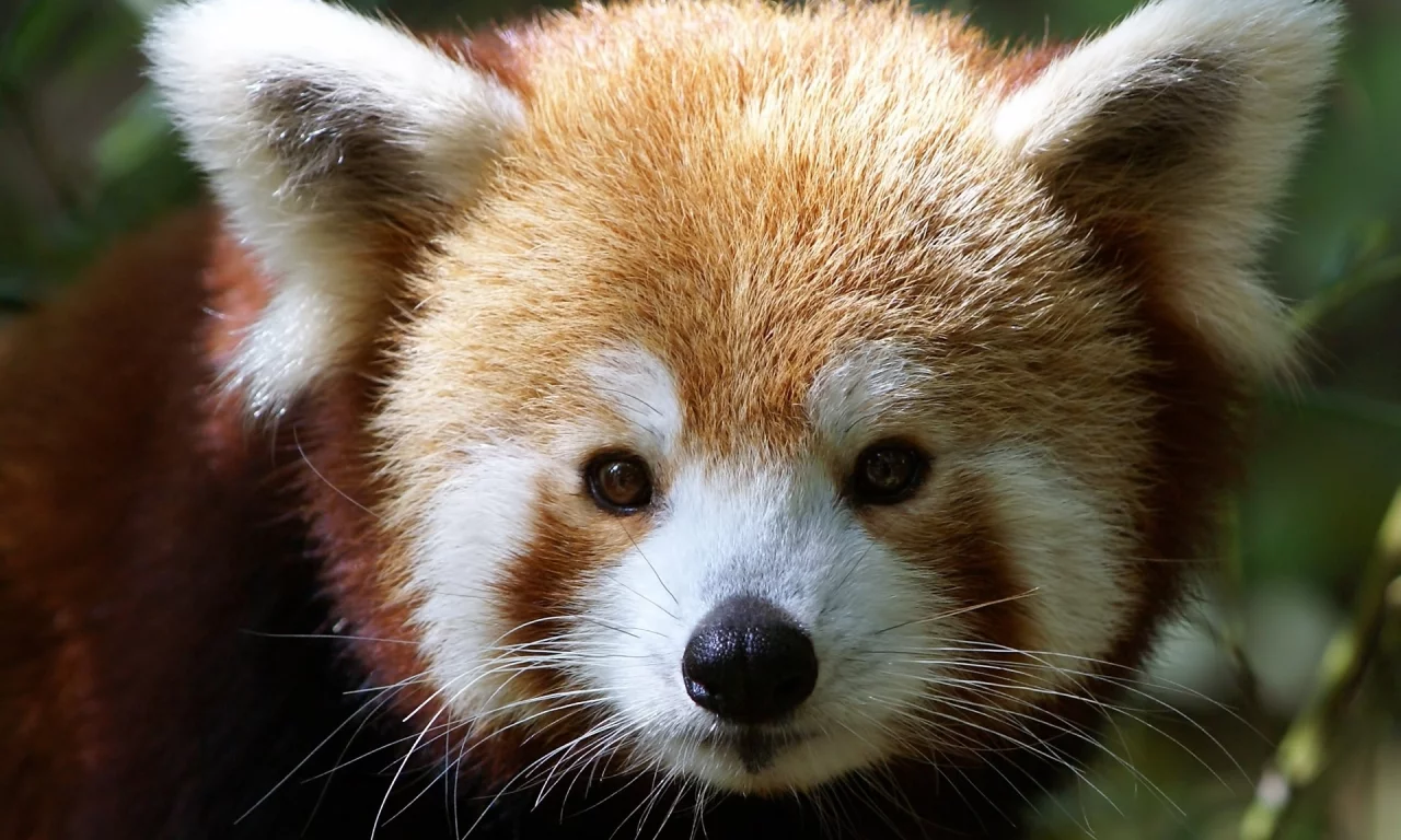 мордочка, firefox, ailurus fulgens, малая панда