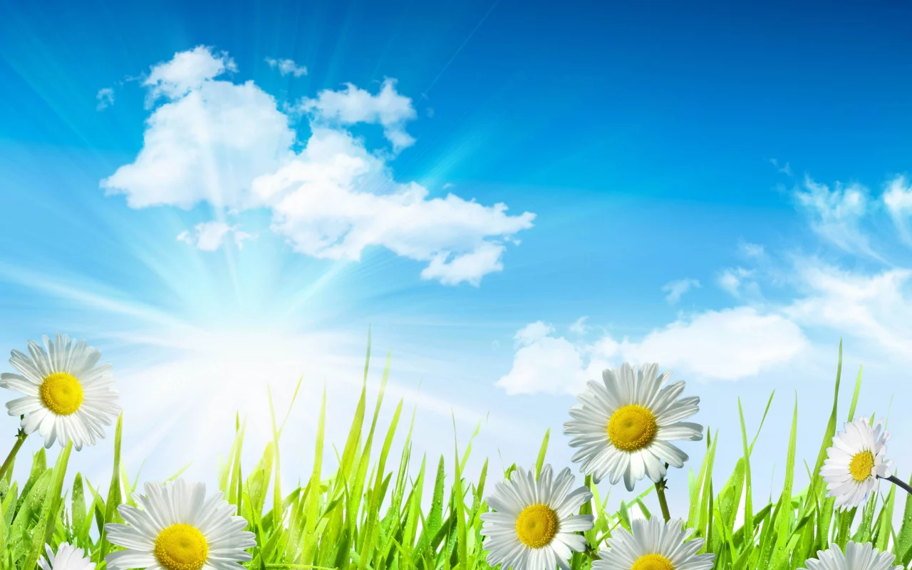 sky, leaves, clouds, spring, camomile, green, white, drops, flowers, dew, sun, water, grass