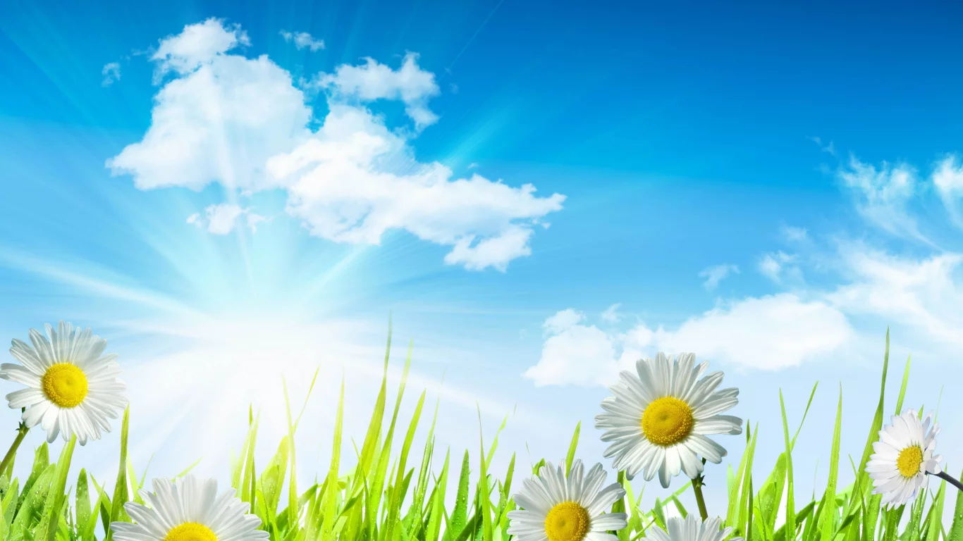 sky, leaves, clouds, spring, camomile, green, white, drops, flowers, dew, sun, water, grass