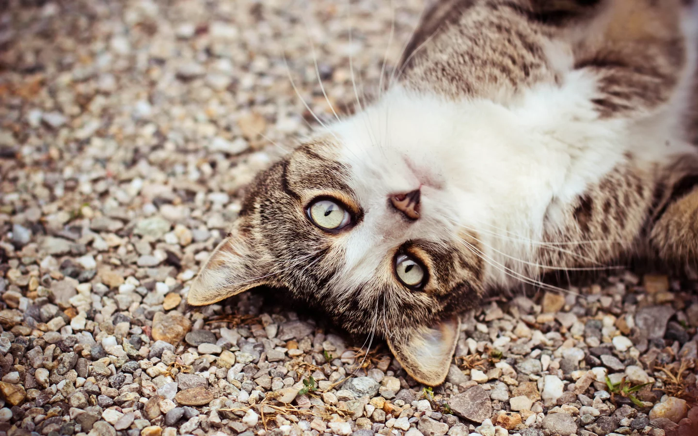 камешки, кошка, глаза, взгляд, кот, морда