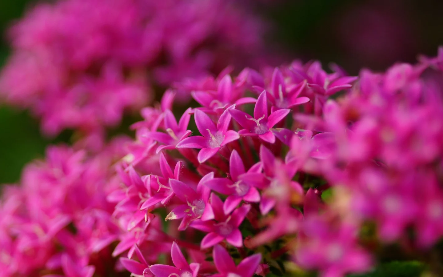 розовые, цветы, соцветие, яркие, много, pentas lanceolata