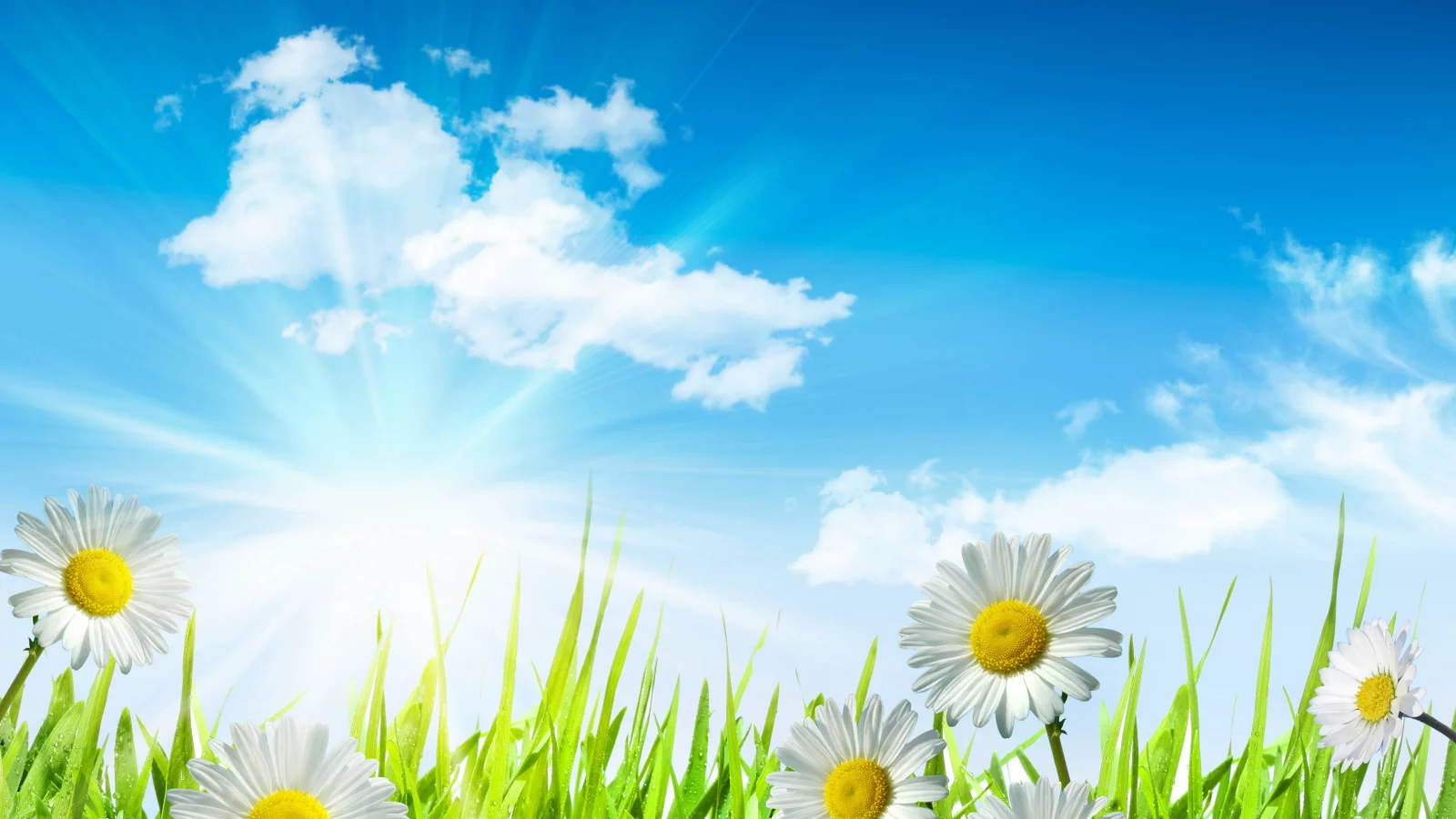 sky, leaves, clouds, spring, camomile, green, white, drops, flowers, dew, sun, water, grass