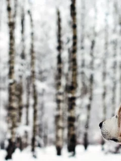 собака, лес, зима