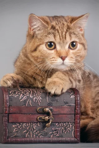 взгляд, фон, кошка