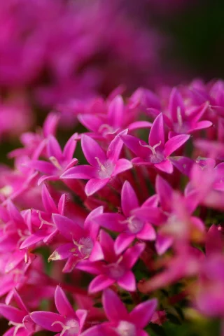 розовые, цветы, соцветие, яркие, много, pentas lanceolata
