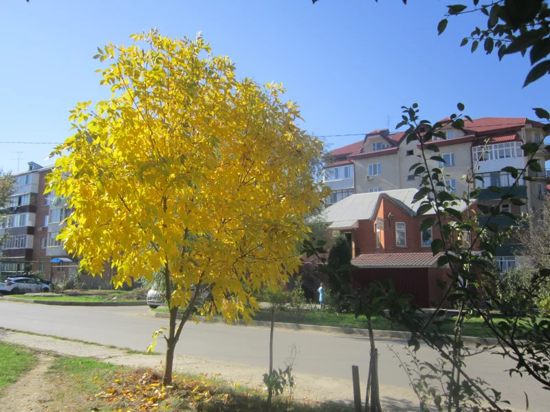 ДЕРЕВО, ОСЕНЬ, ЗОЛОТО