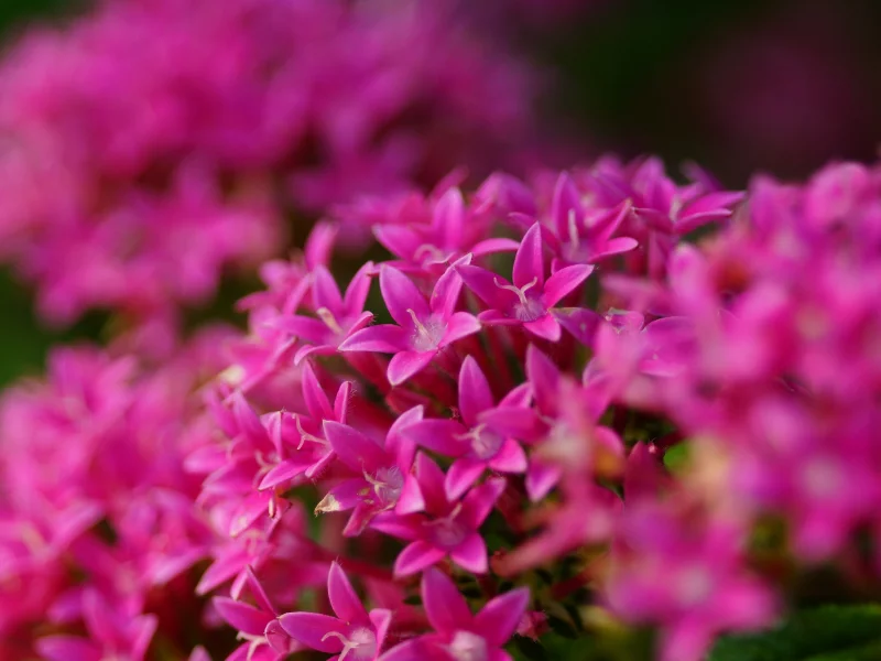 розовые, цветы, соцветие, яркие, много, pentas lanceolata
