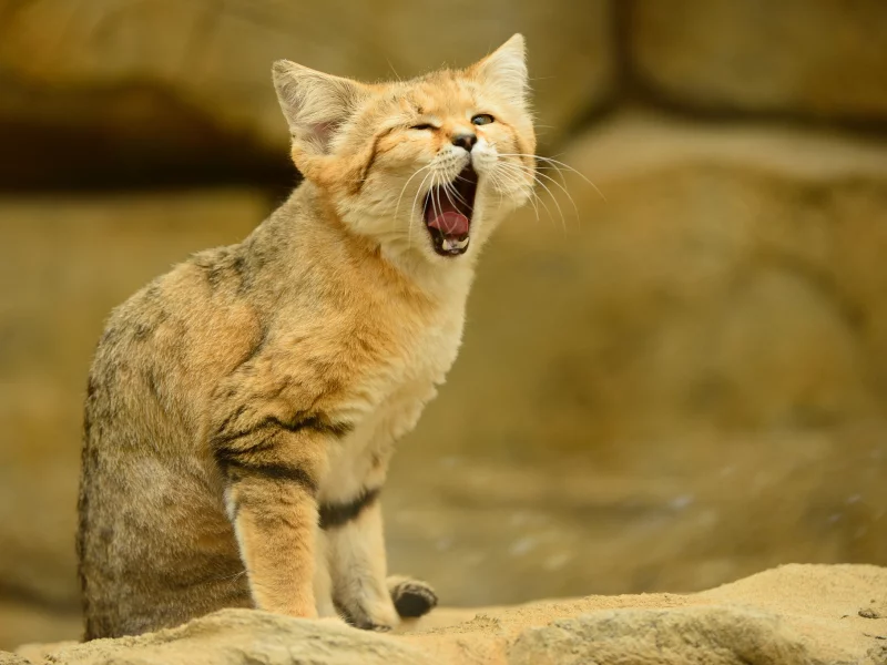 взгляд, песчаный кот, кошка, барханная кошка, язык