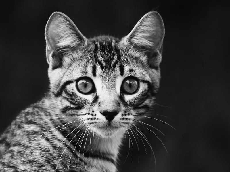черно-белый, взгляд, котенок, полосатый, портрет