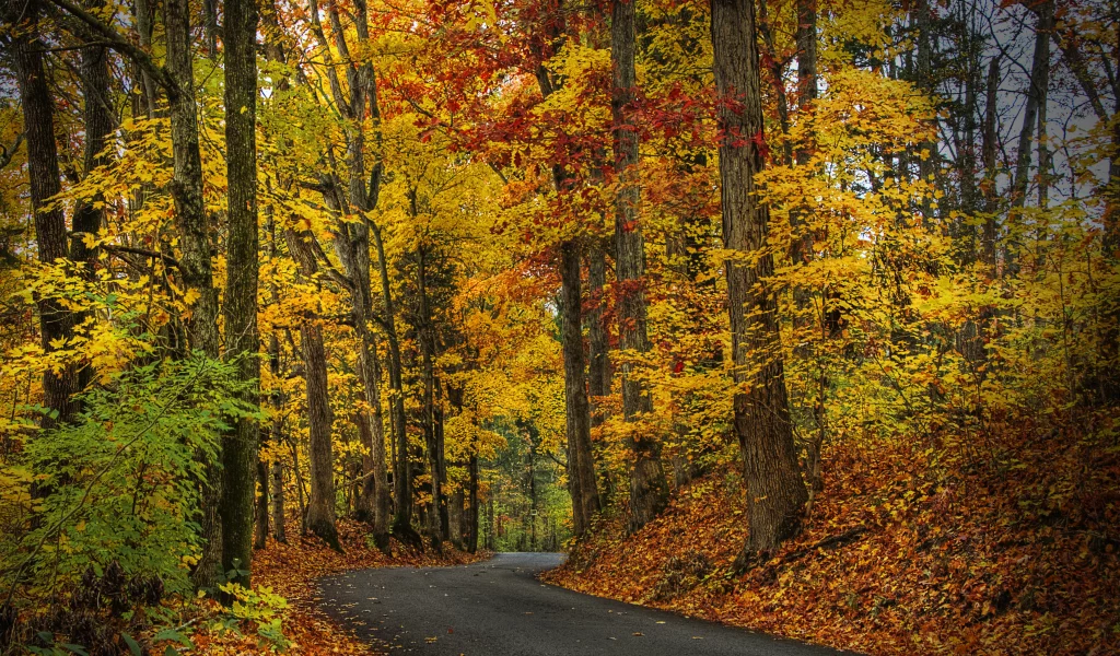 trees, leaves, autumn, nature, forest, park, hdr, листья, деревья, walk, лес