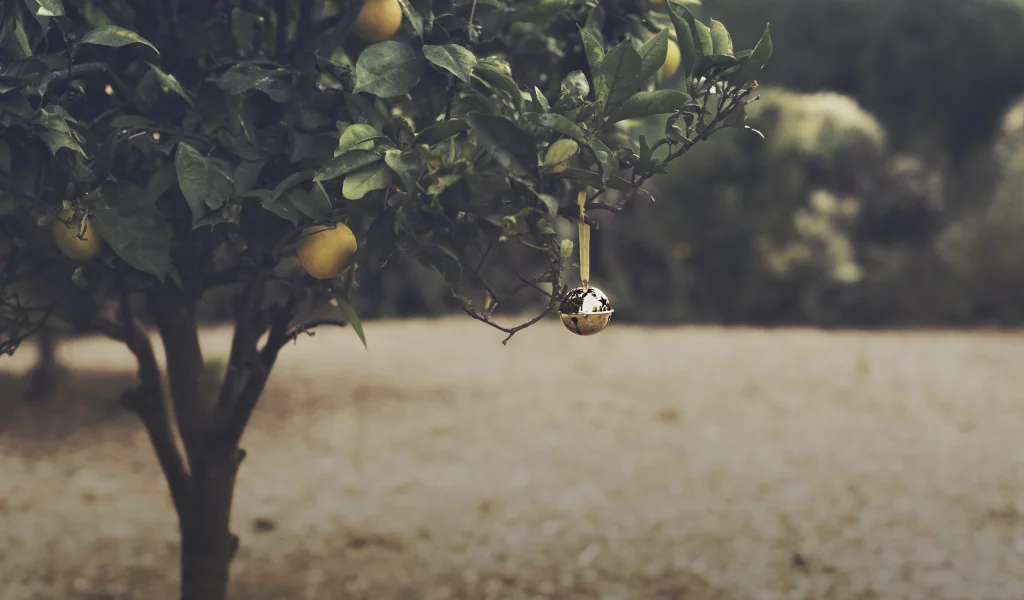 orange grove, christmas, bell