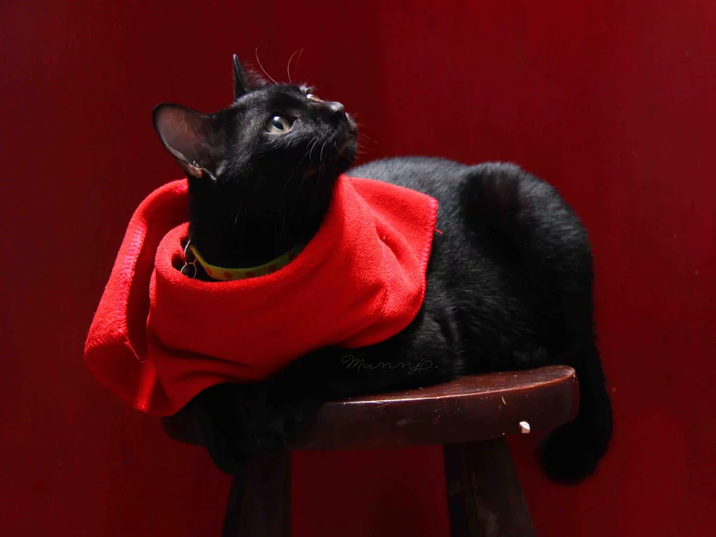 фон, салфетка, черный, кот, кошка, табурет