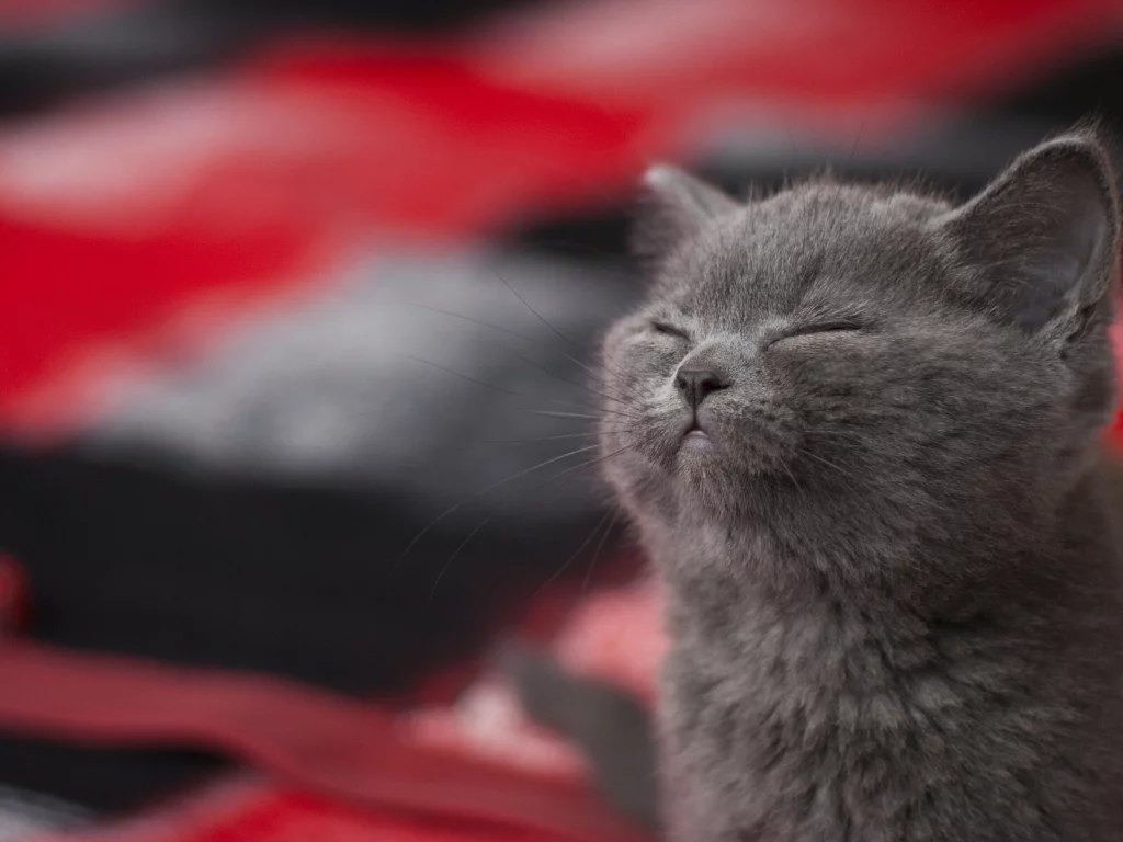 довольный, котёнок, блаженство