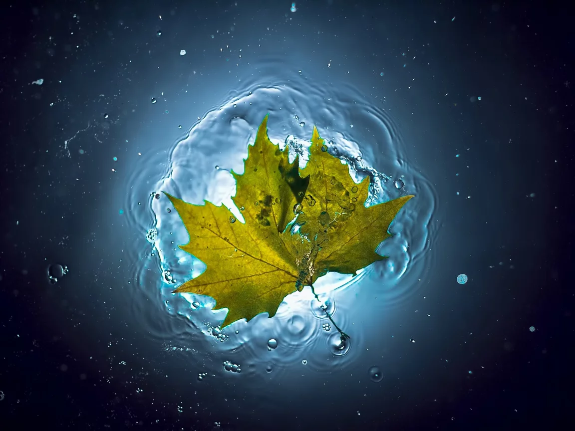 вода, лето, лист