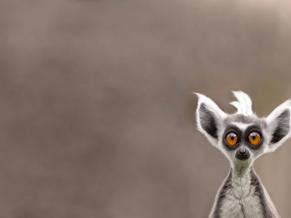 lemur, лемур, морда, животное