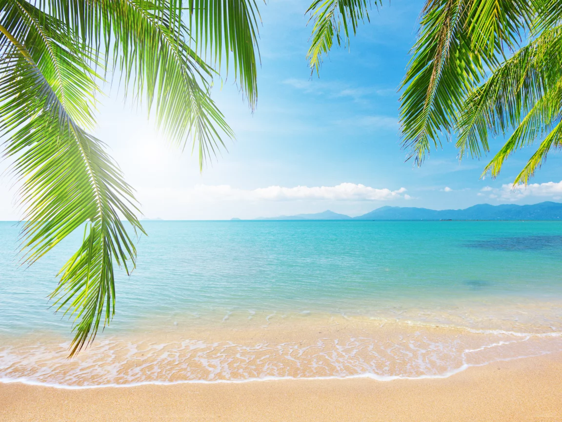 clouds, sunlight, море, sea, sky, tropical beach, landscape, branch, nature, shore, palm tree