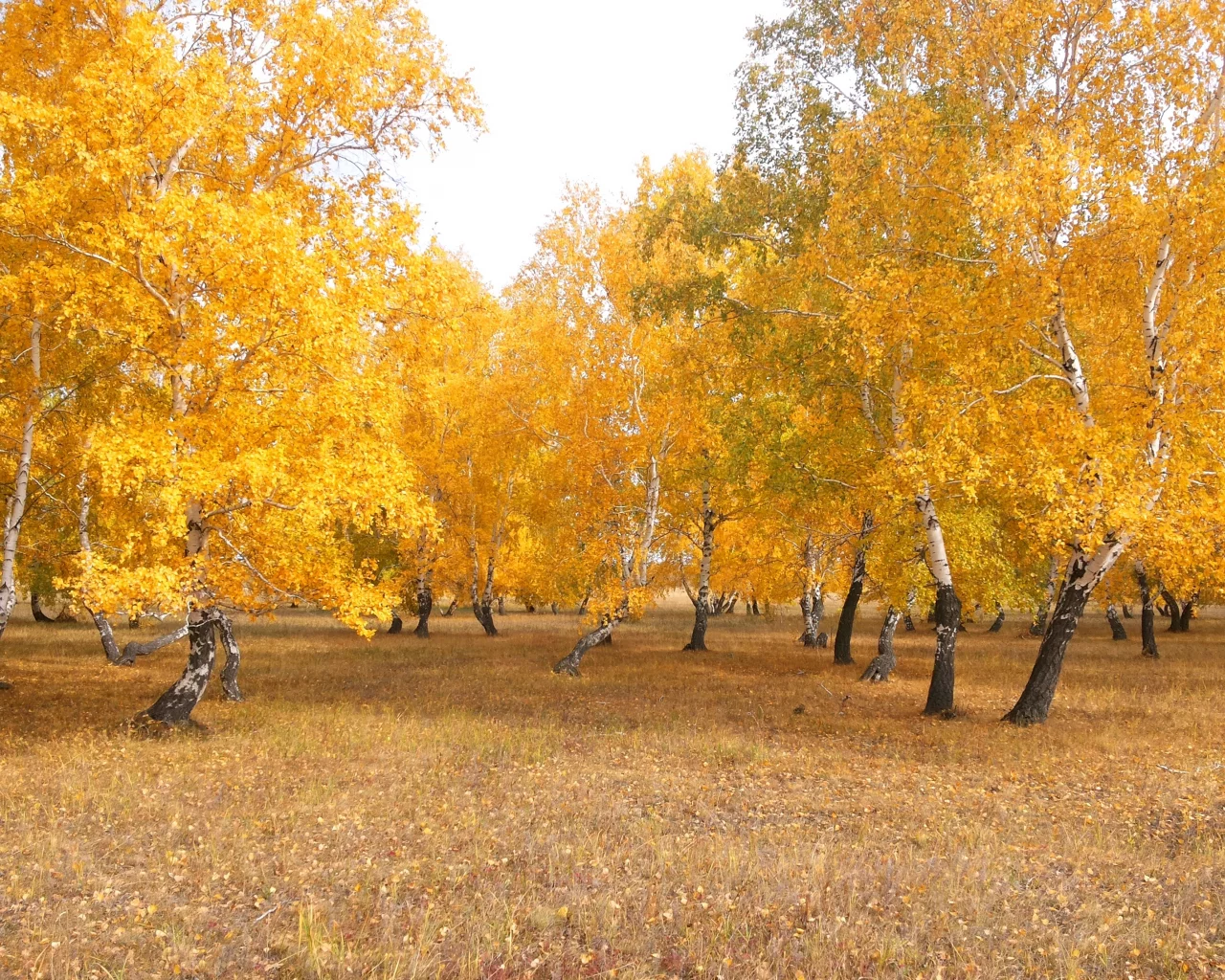 осень, лес, чимбай, береза, желтый, астана, береке, природа, казахстан