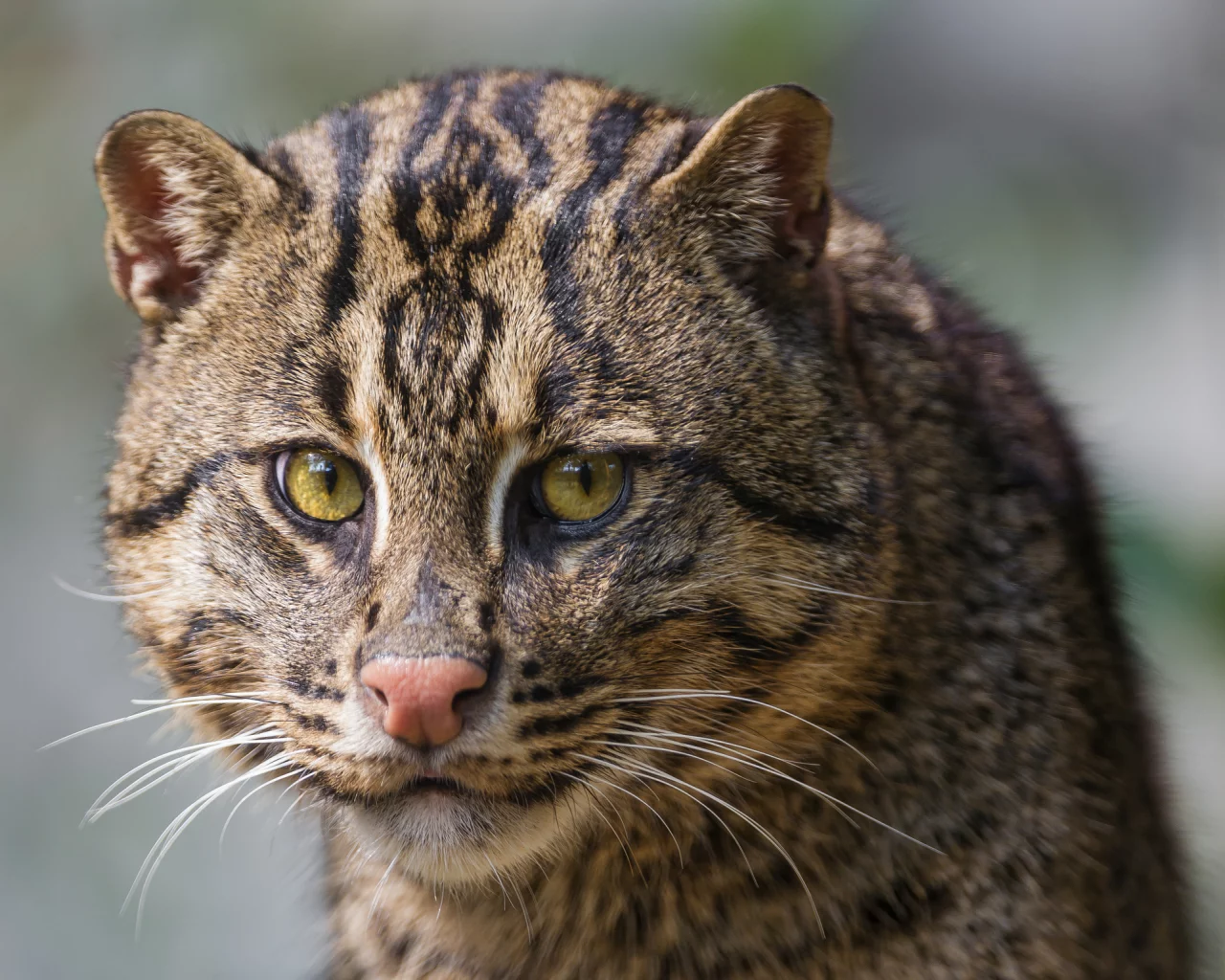 кот, взгляд, кошка, рыболов, кот рыболов, fishing cat, морда