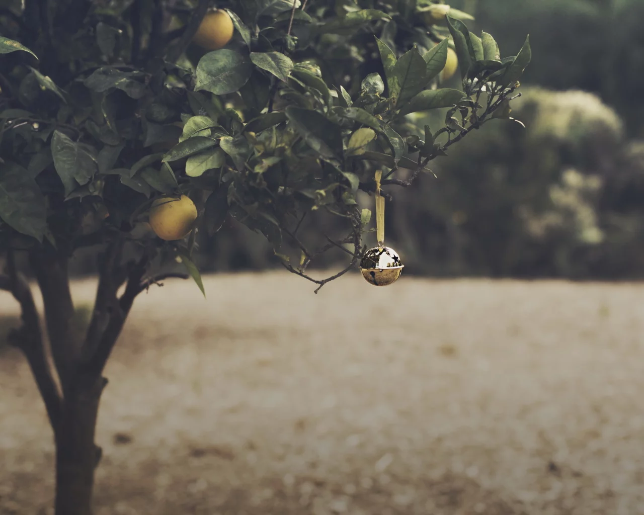 orange grove, christmas, bell
