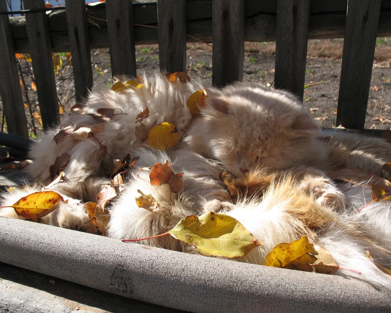 кот, кошка, листья, двор, село, сельский кот, сибирский кот, деревенский кот, спит, заваленка