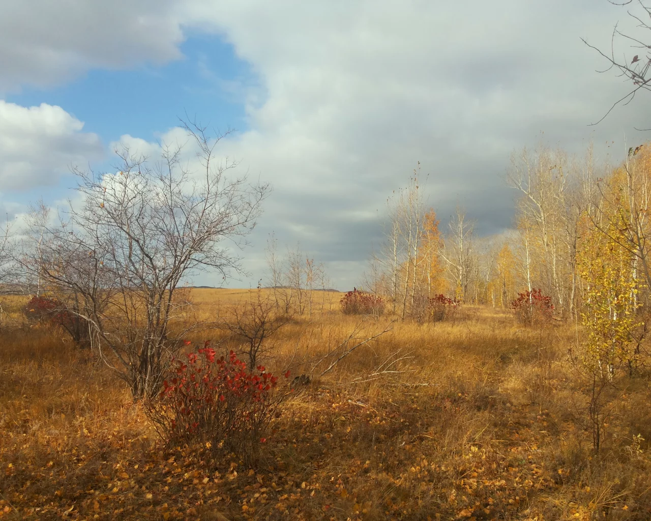 природа, кокшетау, лес, поздняя осень, листья, деревья, лес, колка