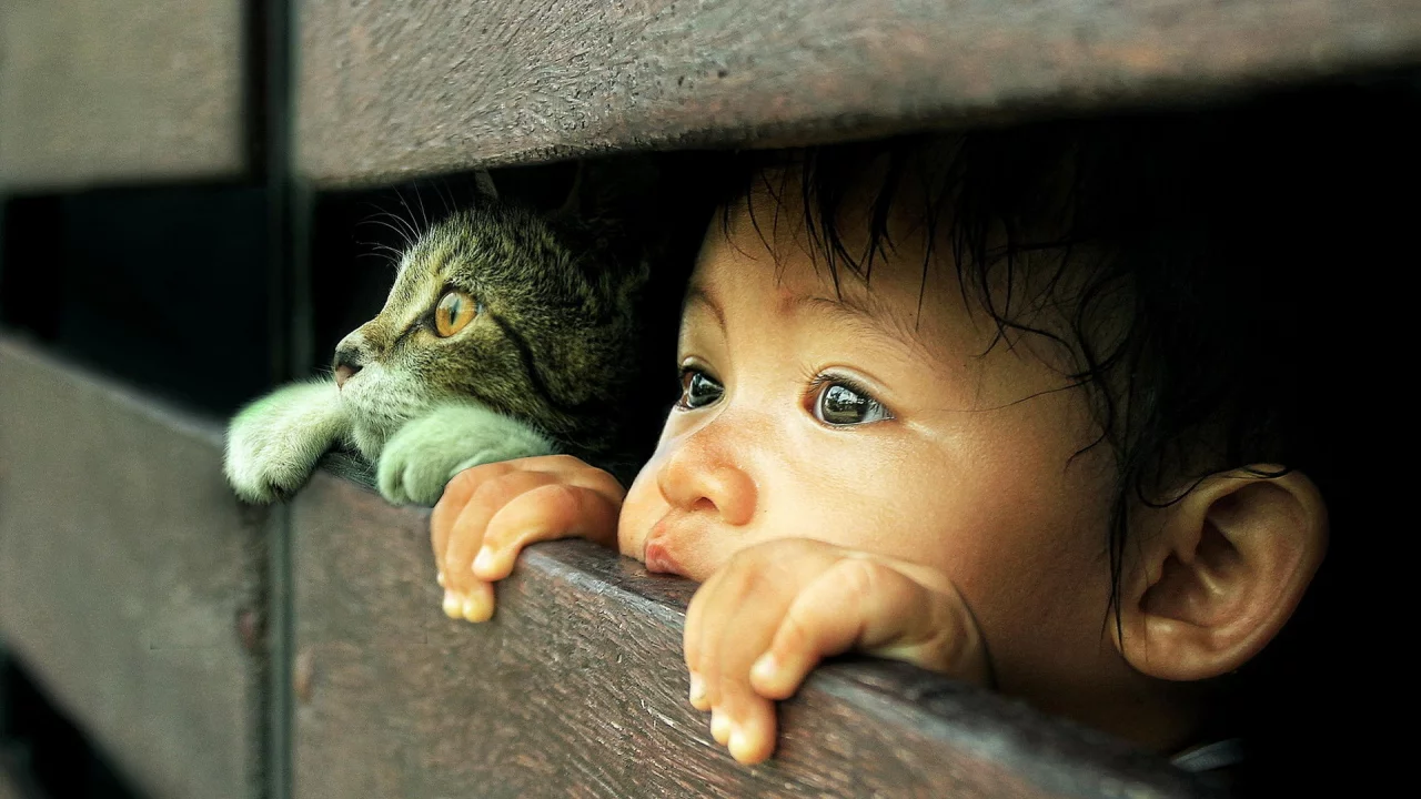 взгляд, кошка, ребёнок