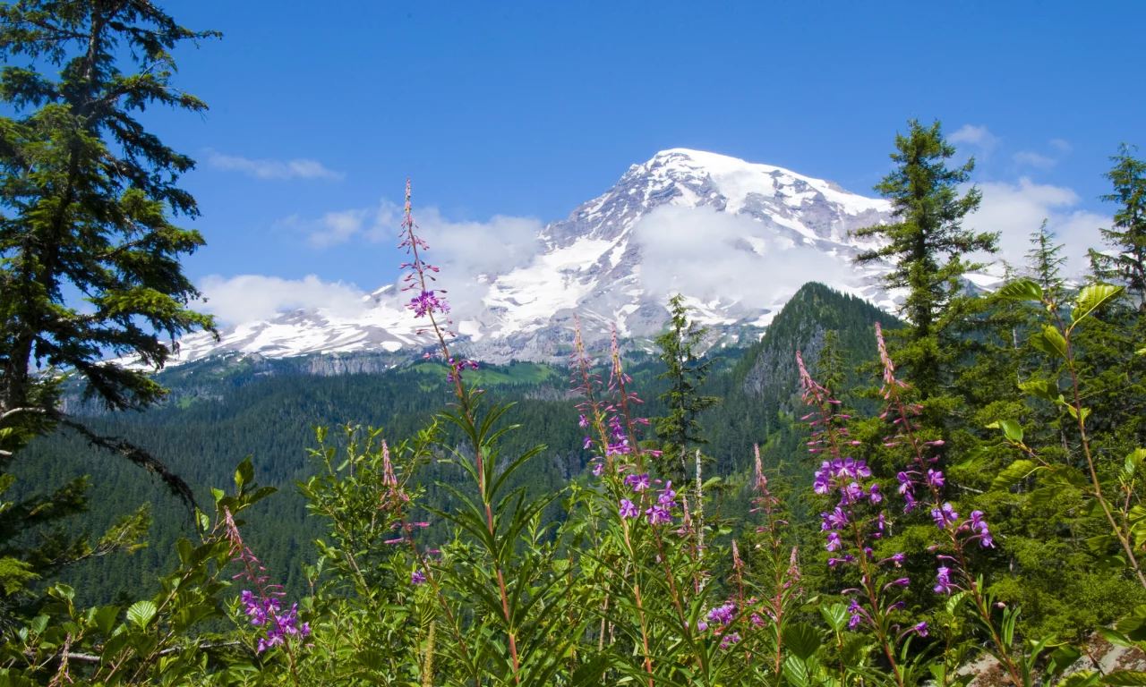 цветы, mount rainier national park, национальный парк маунт-рейнир