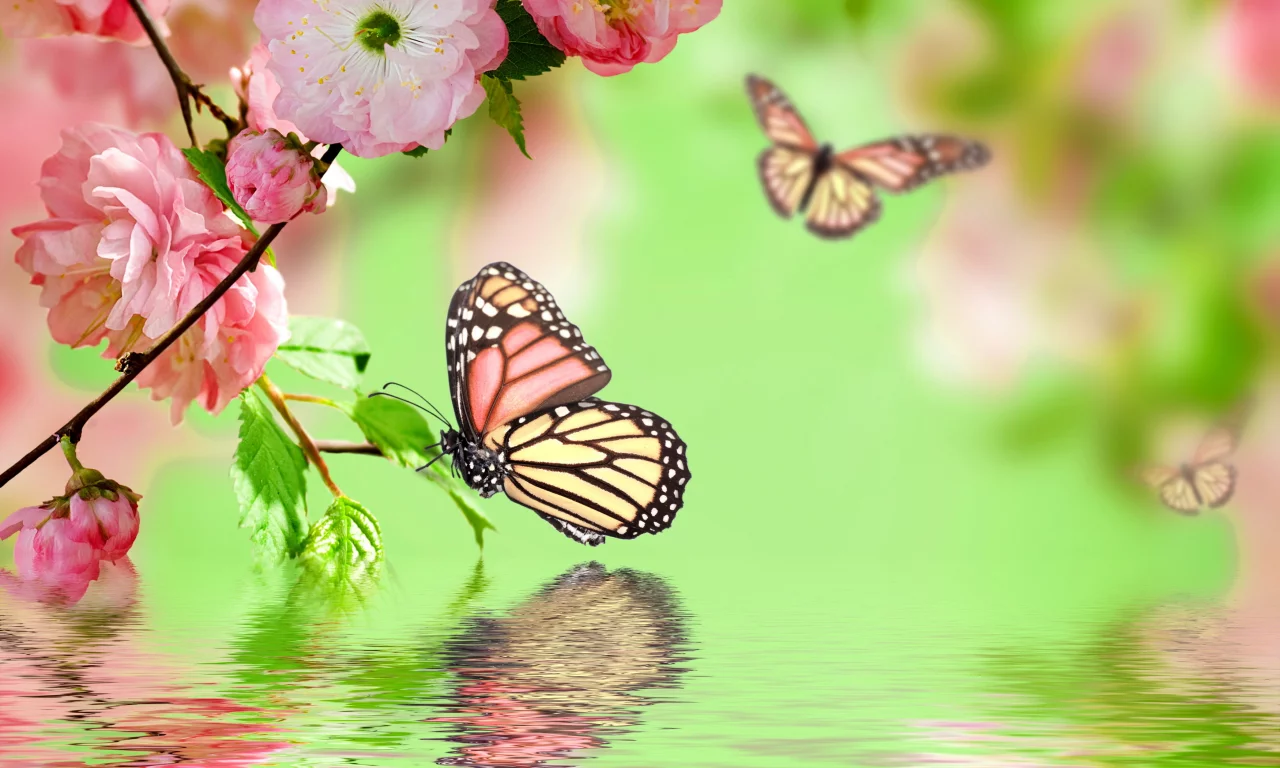 весна, spring, butterflies, цветение, pink, flowers, water, reflection, blossom