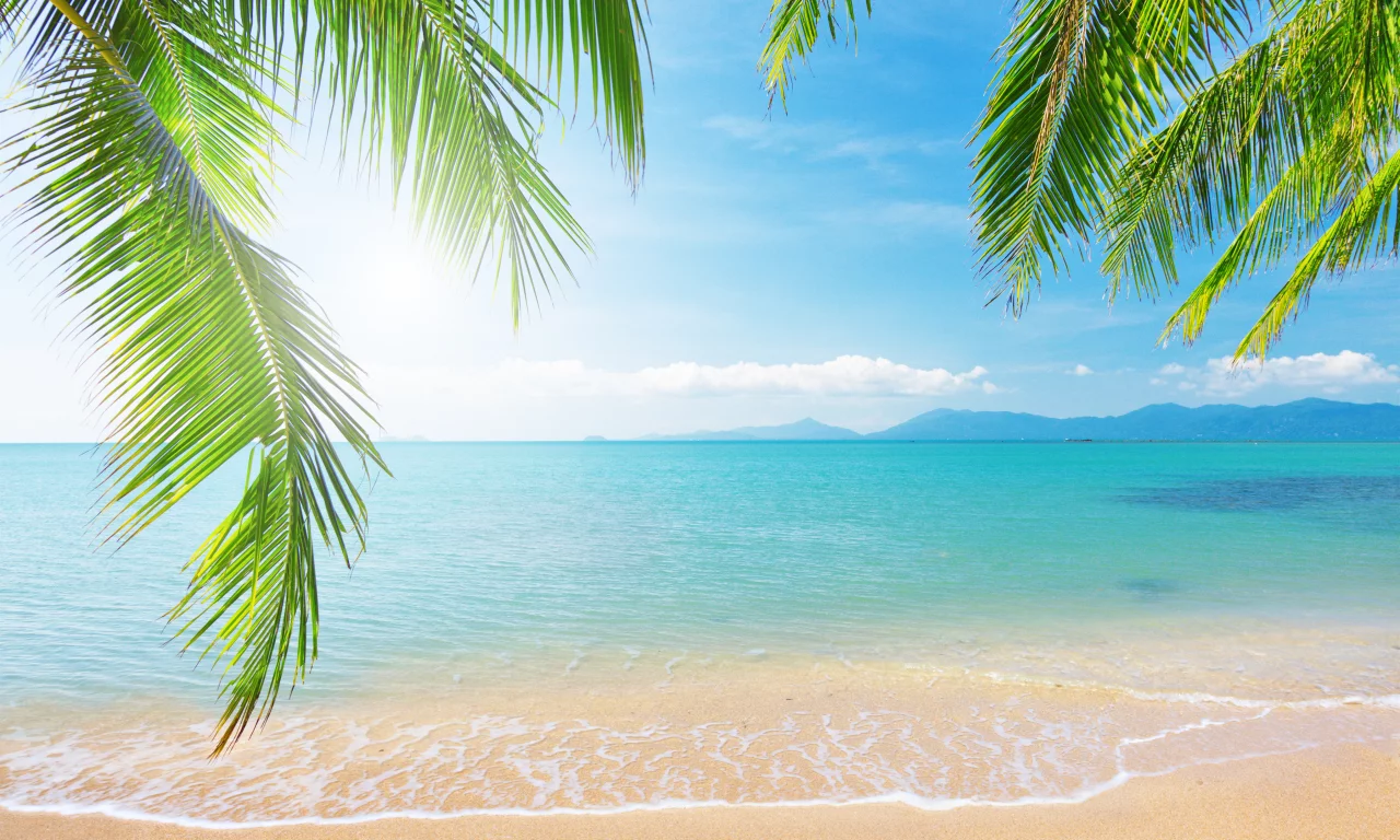 clouds, sunlight, море, sea, sky, tropical beach, landscape, branch, nature, shore, palm tree