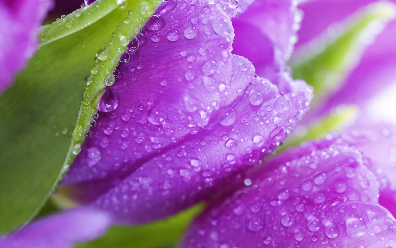 фиолетовые, tulips, violet, цветы, flowers, тюльпаны, листья, beauty