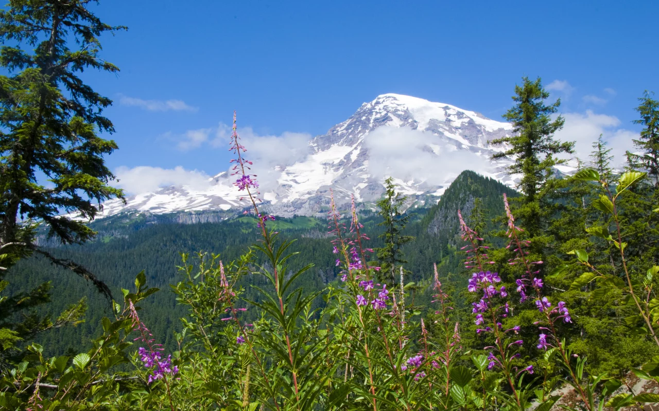 цветы, mount rainier national park, национальный парк маунт-рейнир