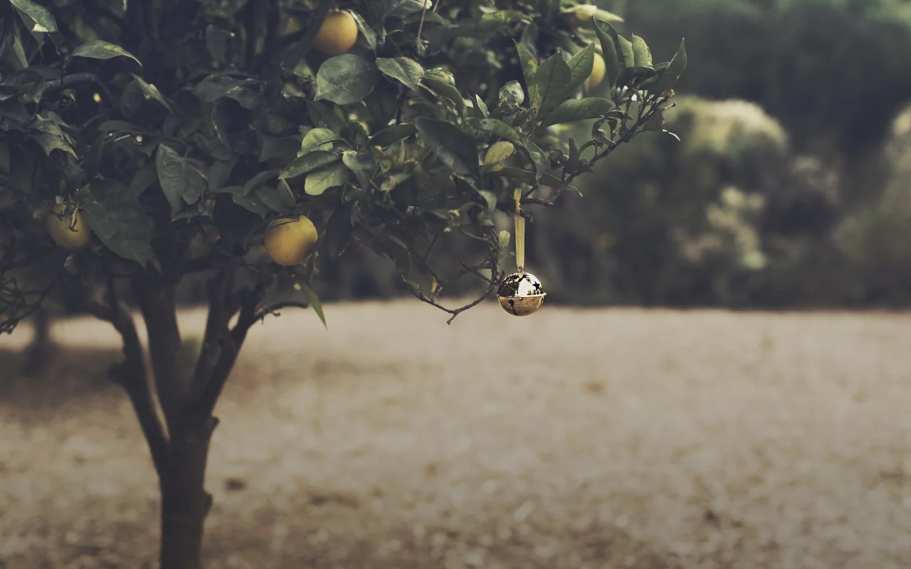 orange grove, christmas, bell