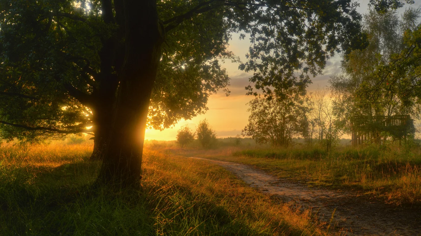 природа, нижняя саксония, sieringhoek, германия, lower saxony