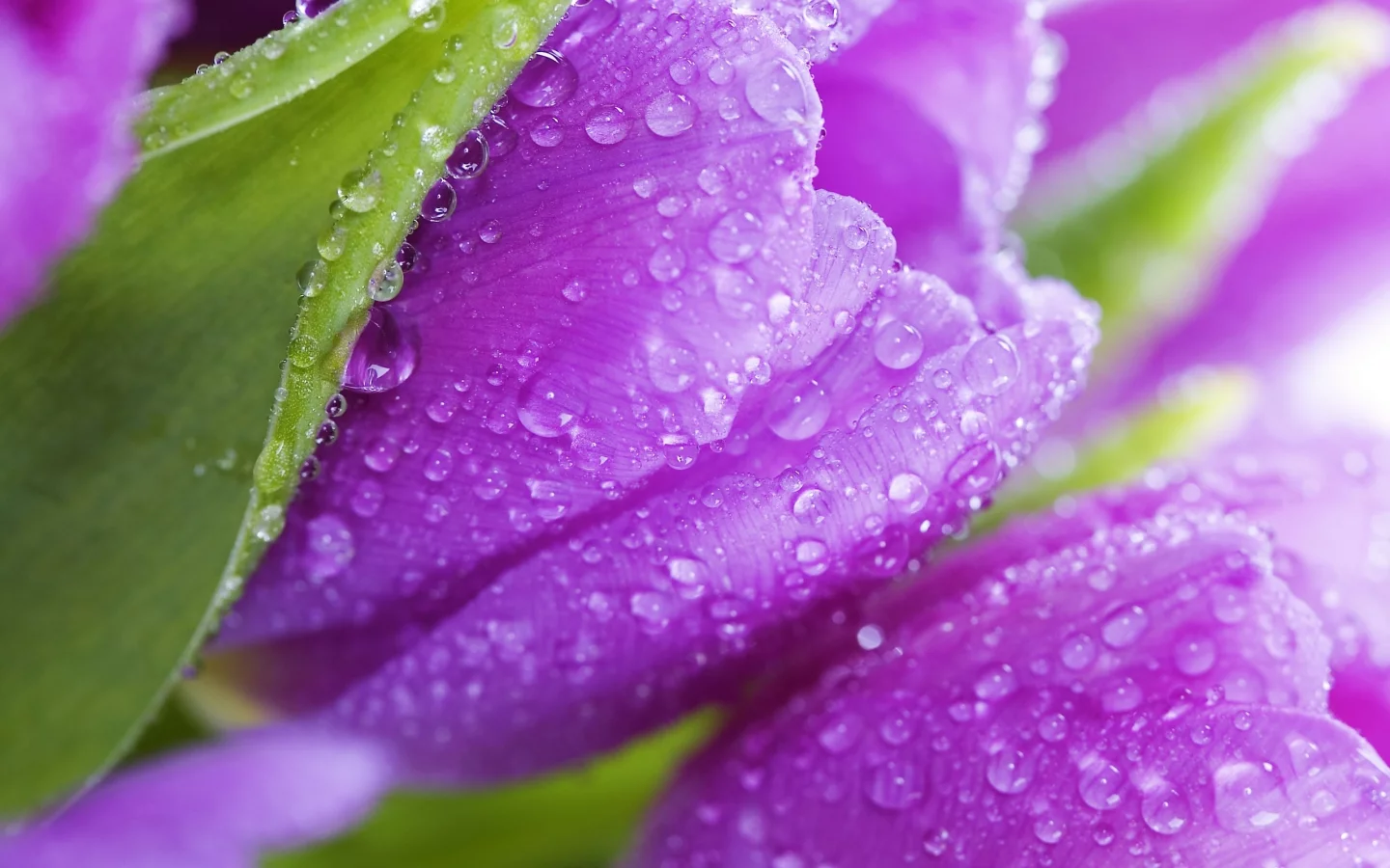 фиолетовые, tulips, violet, цветы, flowers, тюльпаны, листья, beauty