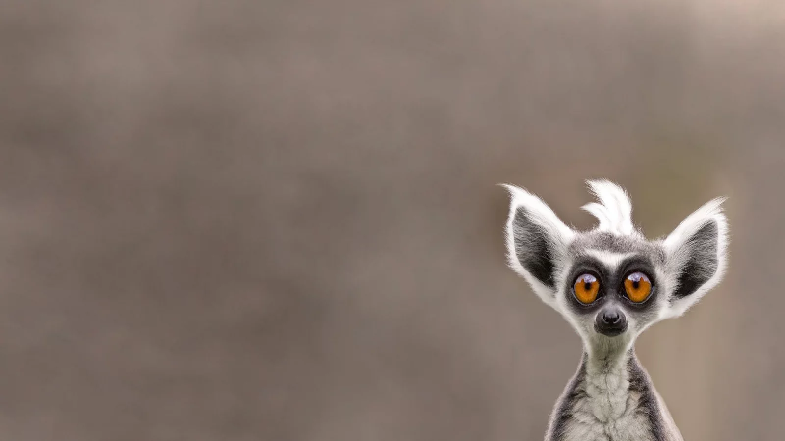 lemur, лемур, морда, животное