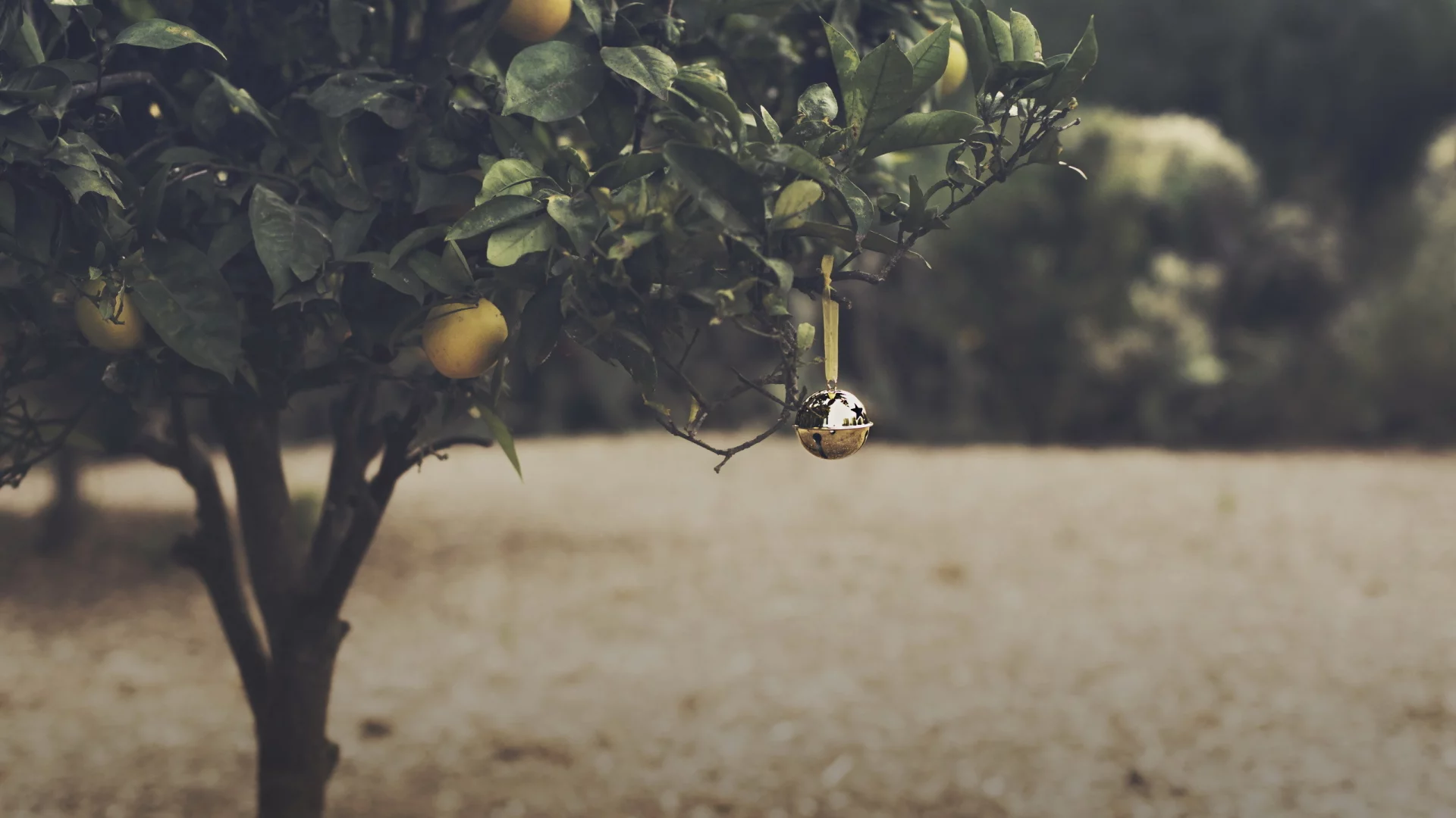 orange grove, christmas, bell
