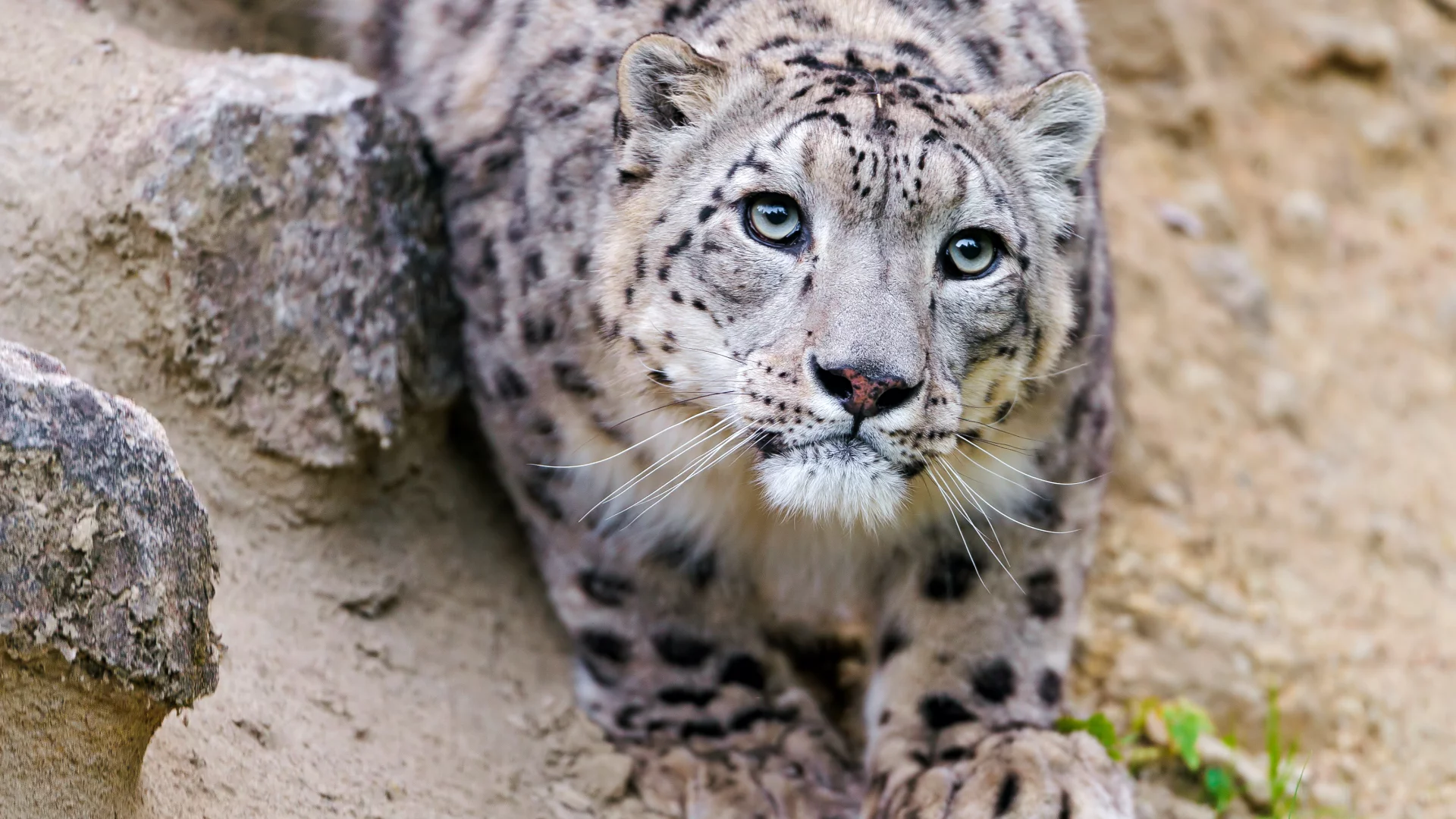 снежный барс, ctambako the jaguar, кошка, ирбис, морда, взгляд