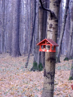 осень, лес, кормушка, красный, листва, деревья