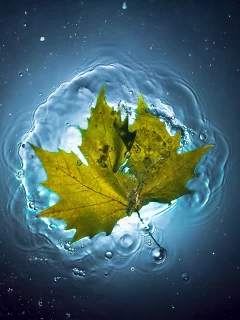 вода, лето, лист